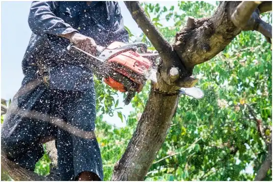 tree services American Fork